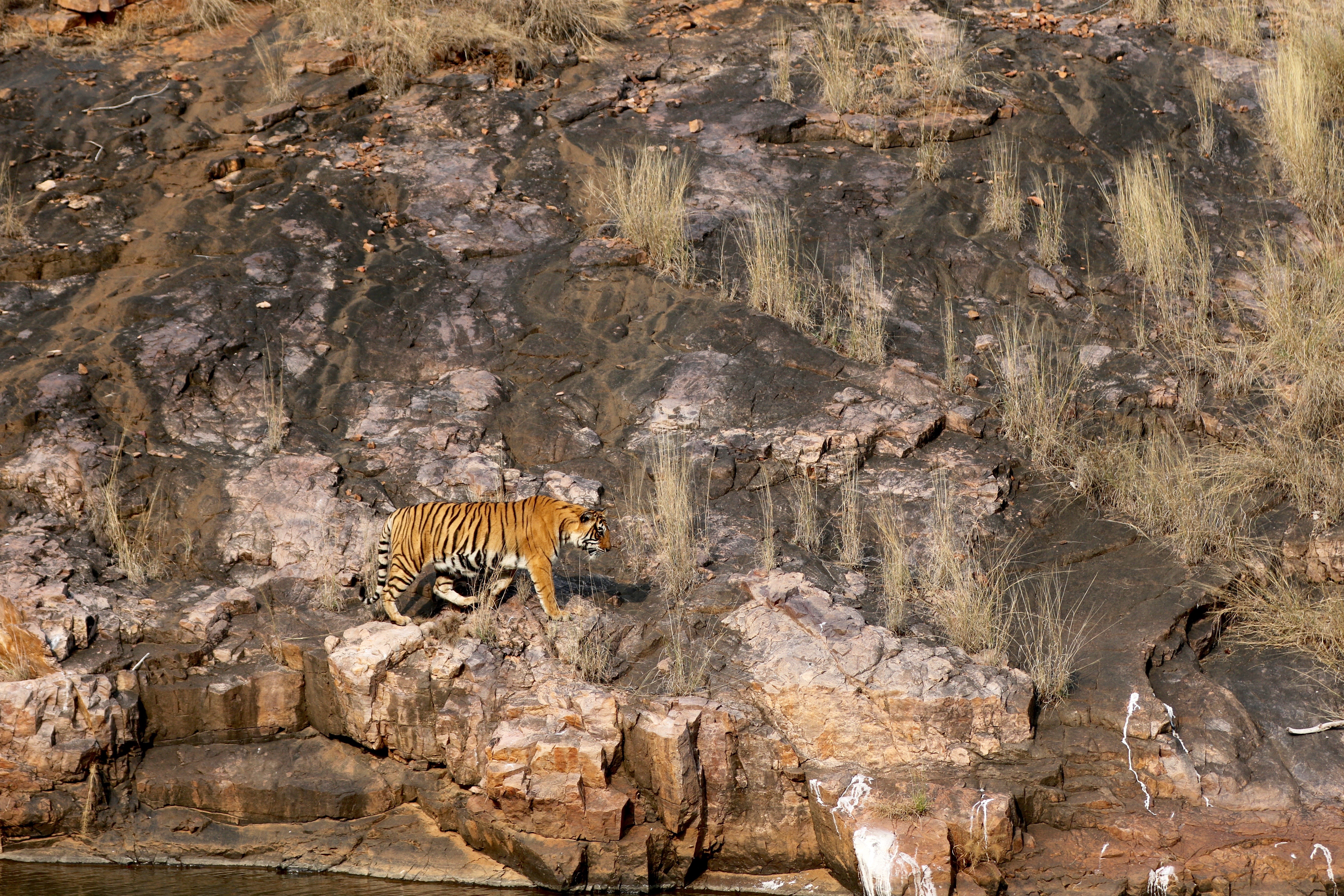 Resort in Ranthambore